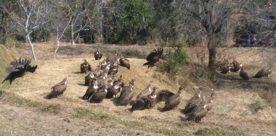 A few years later, the swarm of vultures
