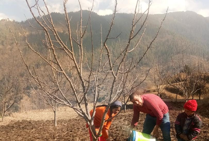सूखने लगे सेब बगीचे, बागवान चिंतित