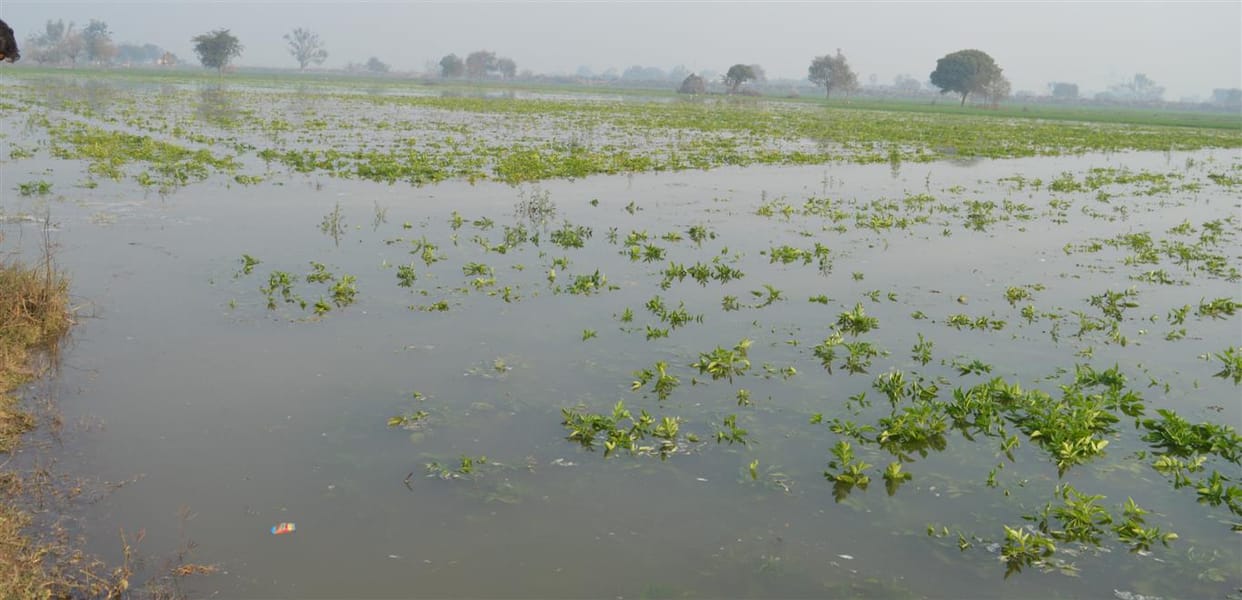  Canal stripped, potato-wheat crop wasted