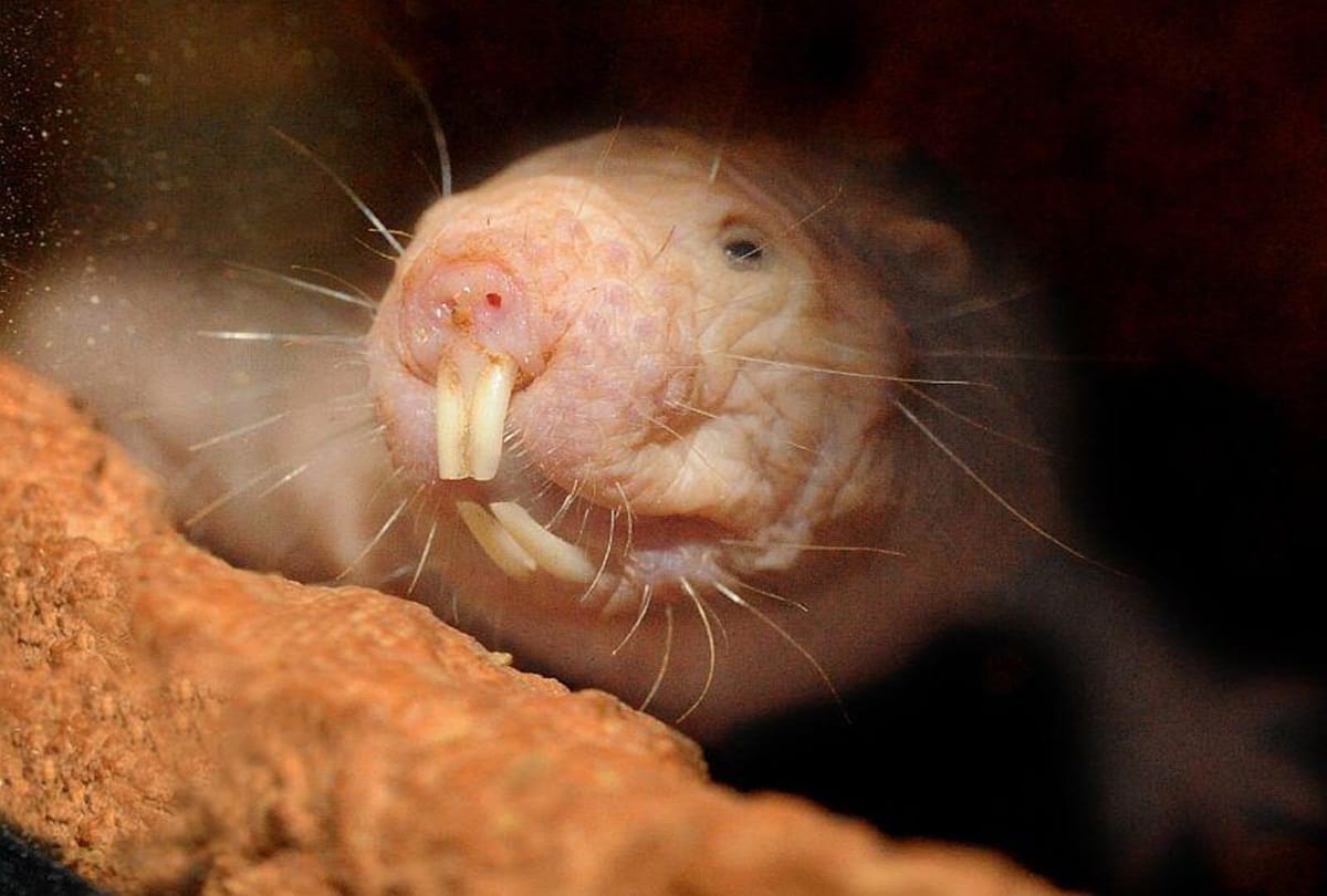 Know about worlds most dangerous creature 