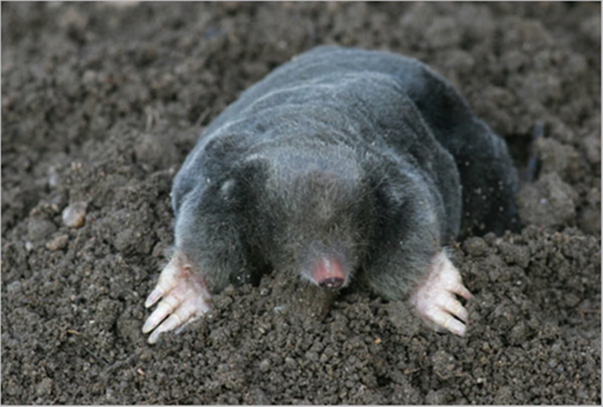 Know about worlds most dangerous creature 