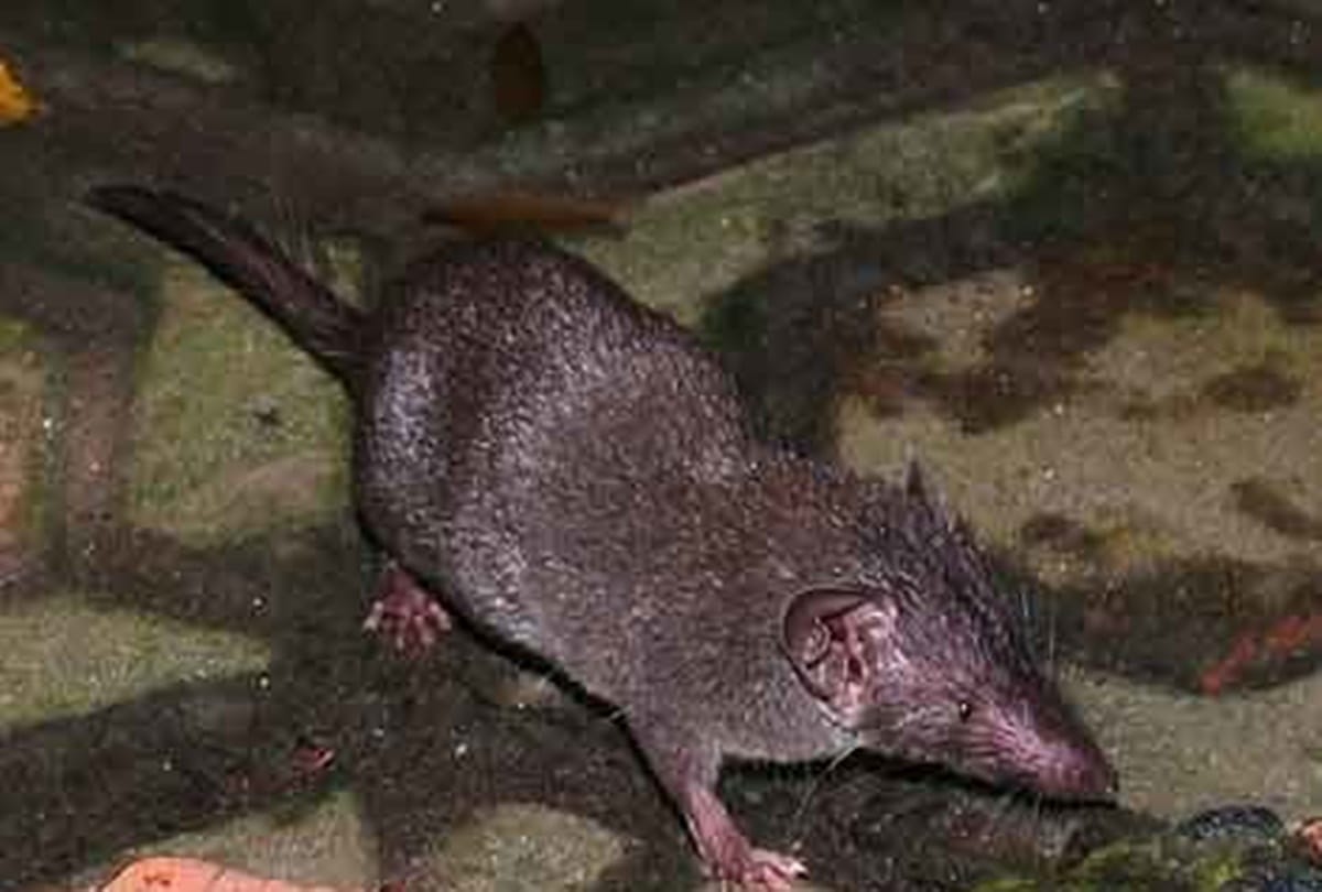 Know about worlds most dangerous creature 