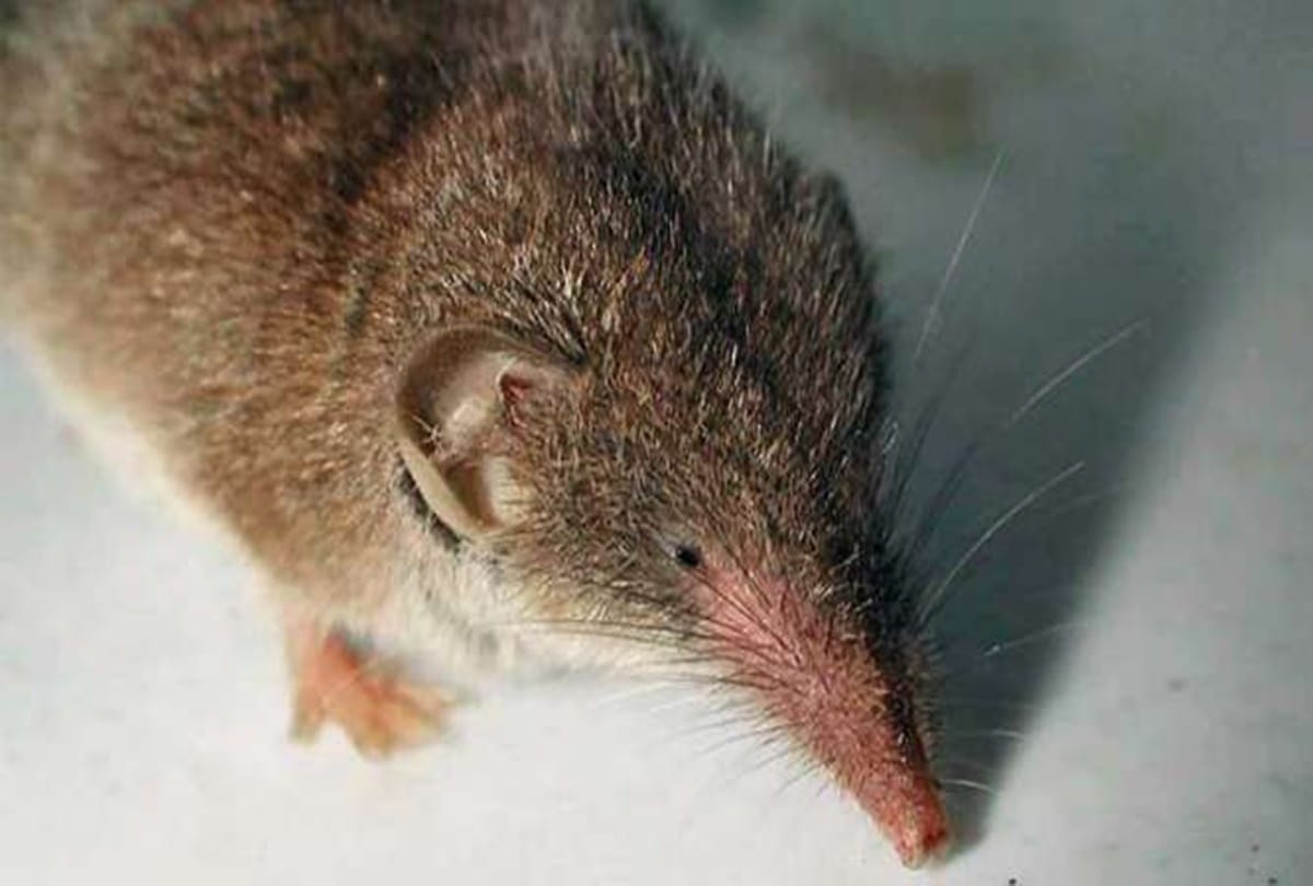 Know about worlds most dangerous creature 