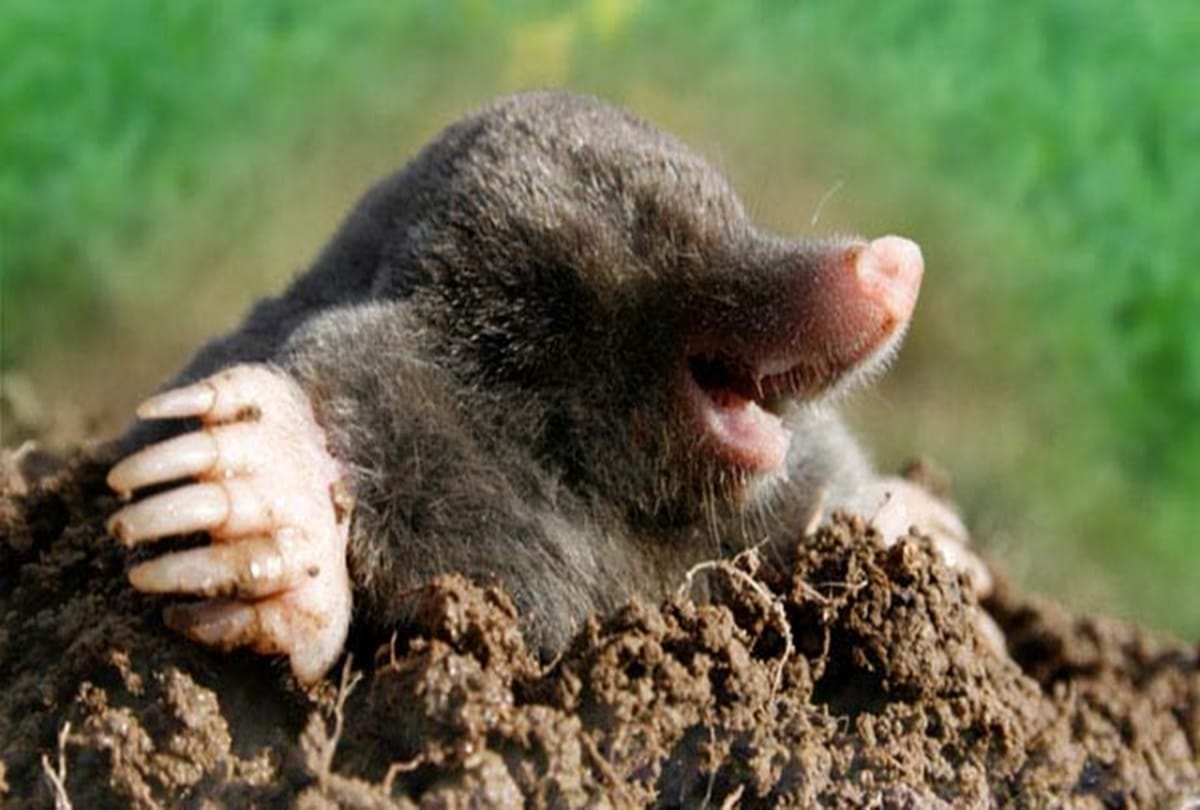 Know about worlds most dangerous creature 