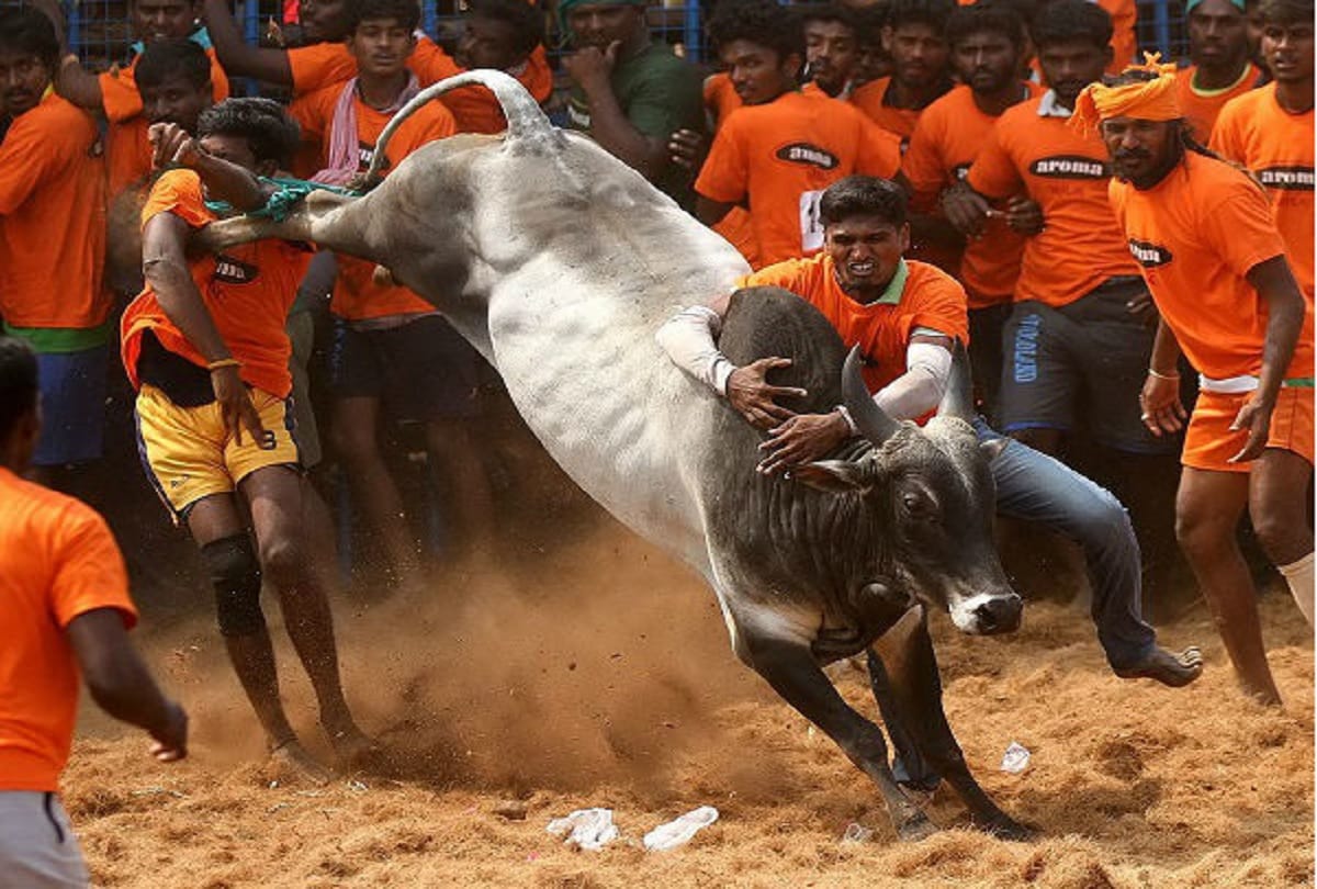 Supreme court hand over petition to constitution bench against Jallikattu