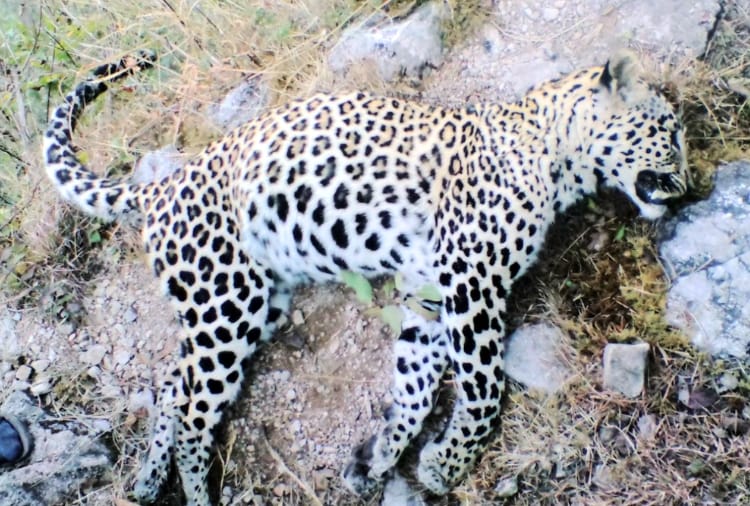 suspicious death of leopard at bilaspur himachal