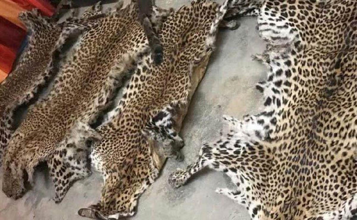 बद्दी में वन्य प्राणी के अंगों अौर खालों की तस्करी का पर्दाफाश