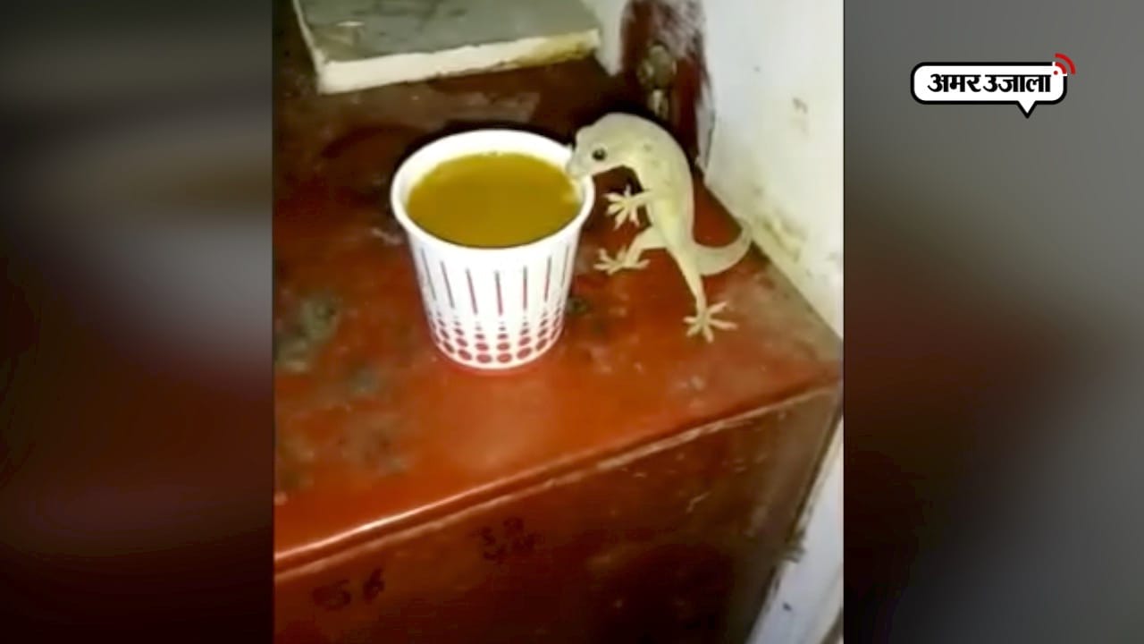 छिपकली