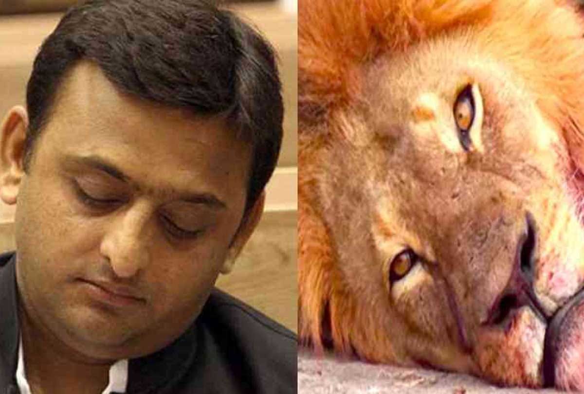 lioness dead in etawah safari