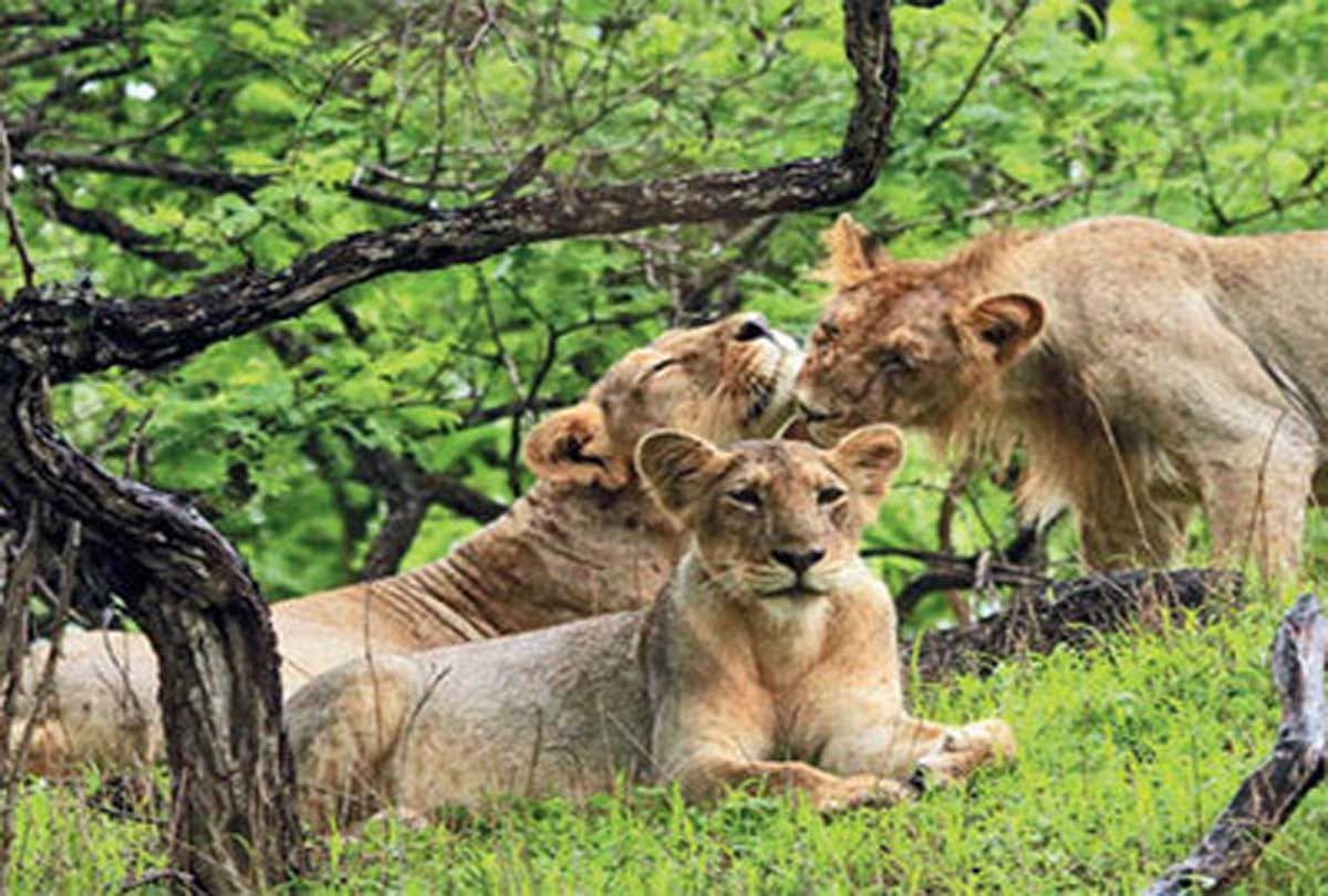 lioness dead in etawah safari