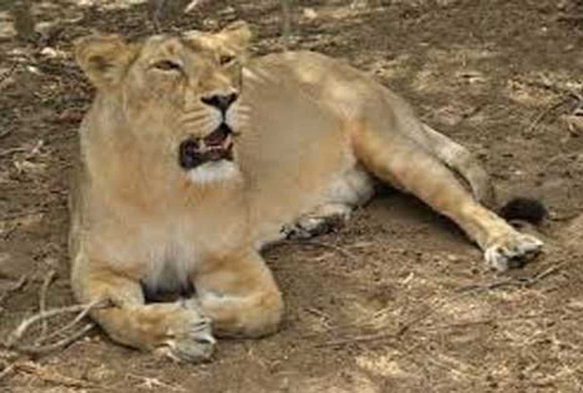 lioness dead in etawah safari