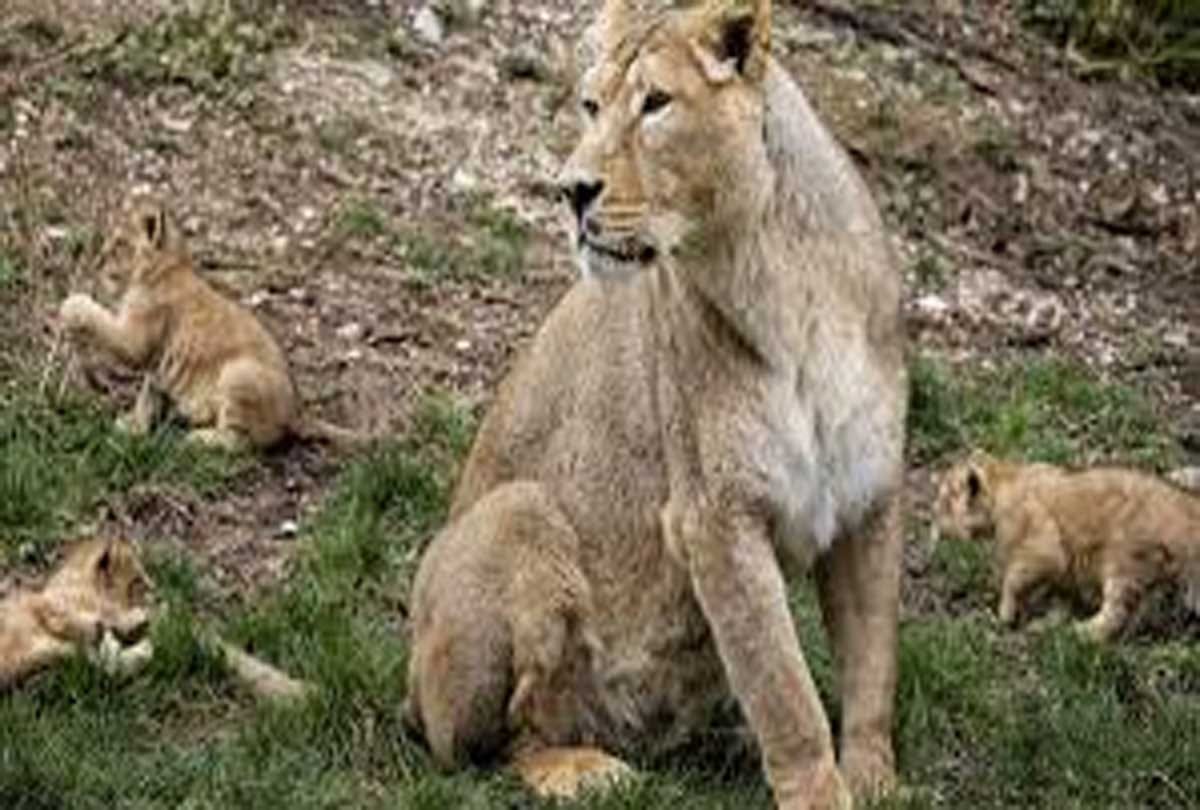 lioness dead in etawah safari