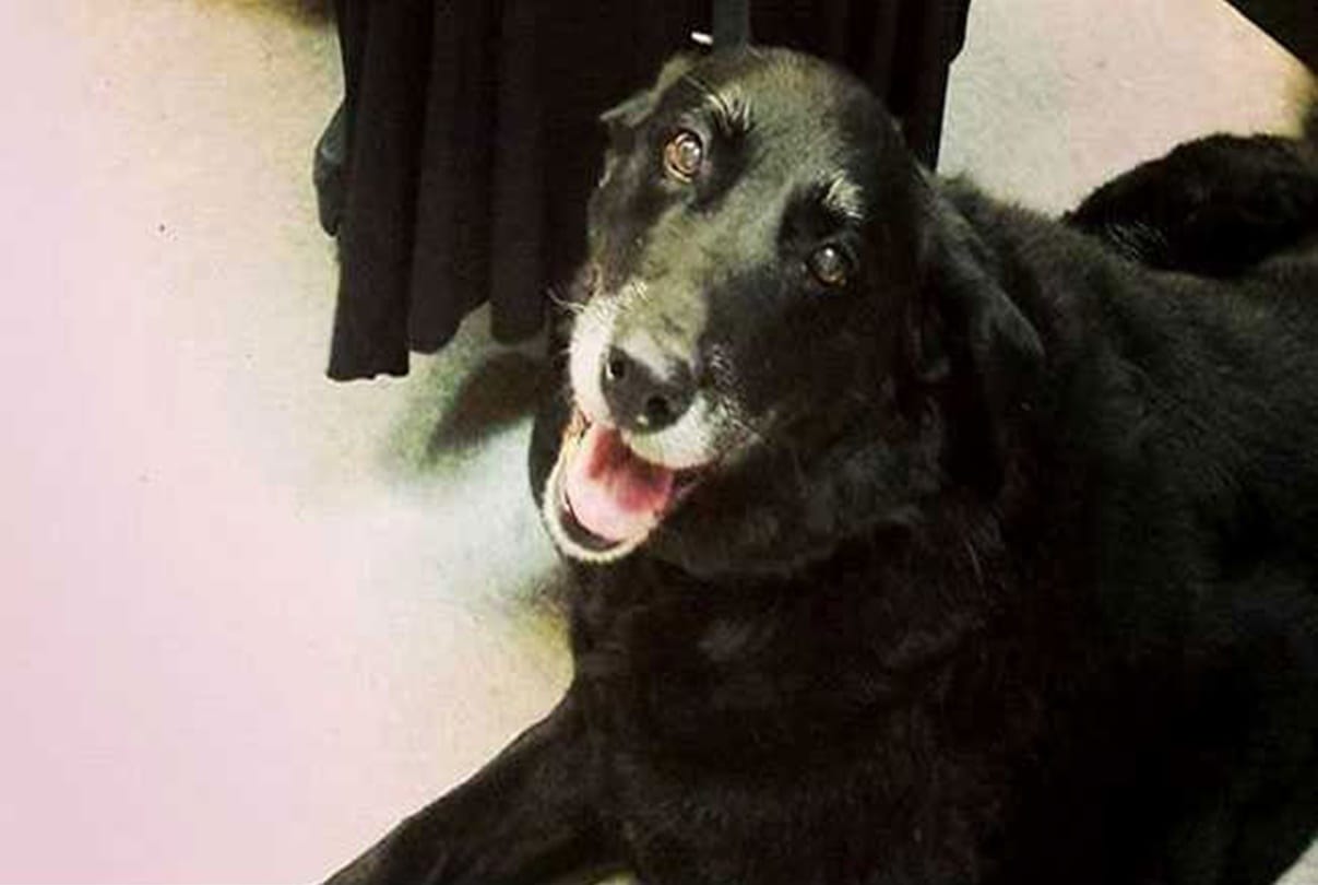 missing dog Abby returns home after 10 years