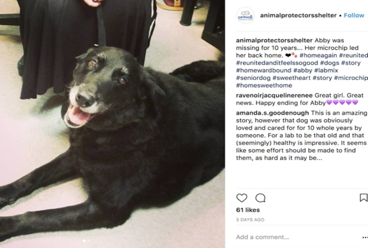 missing dog Abby returns home after 10 years
