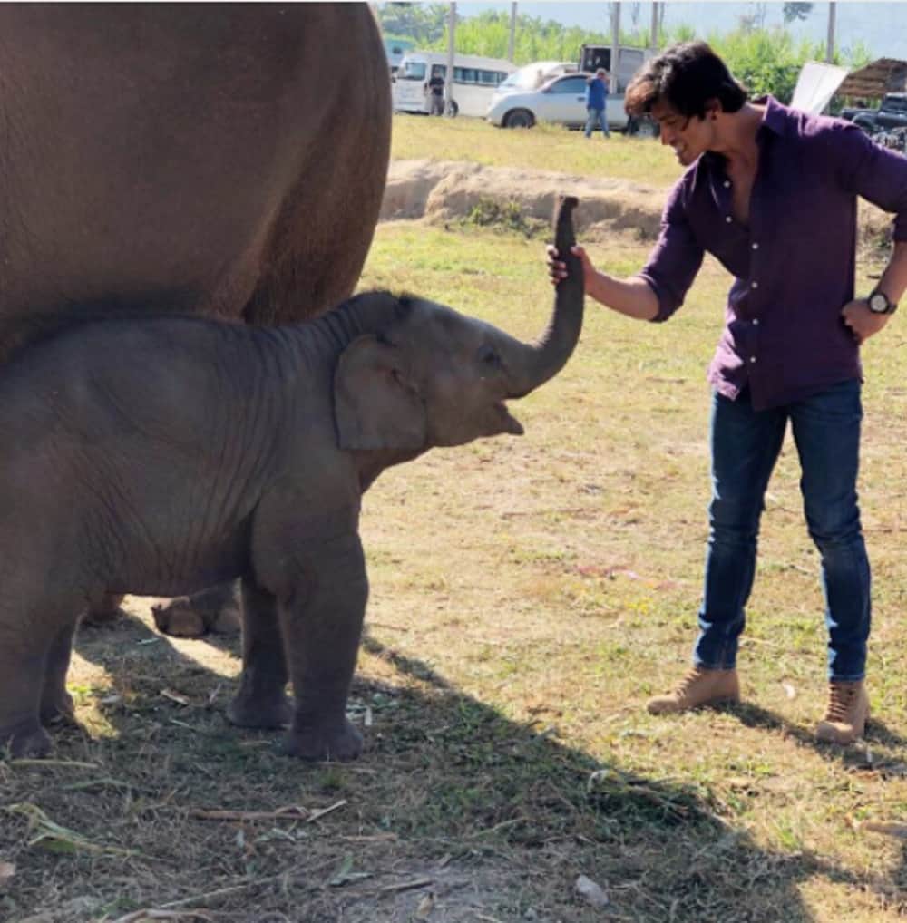 kesari junglee and notebook movie box office collection