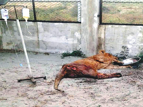 Lioness Kunwari dies in Etawah Safari Park