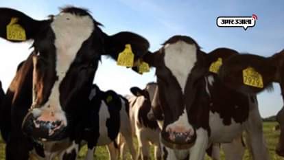 PASHU SANJEEVANI SCHEME LIKE AADHAR FOR 40 MILLION CATTLES