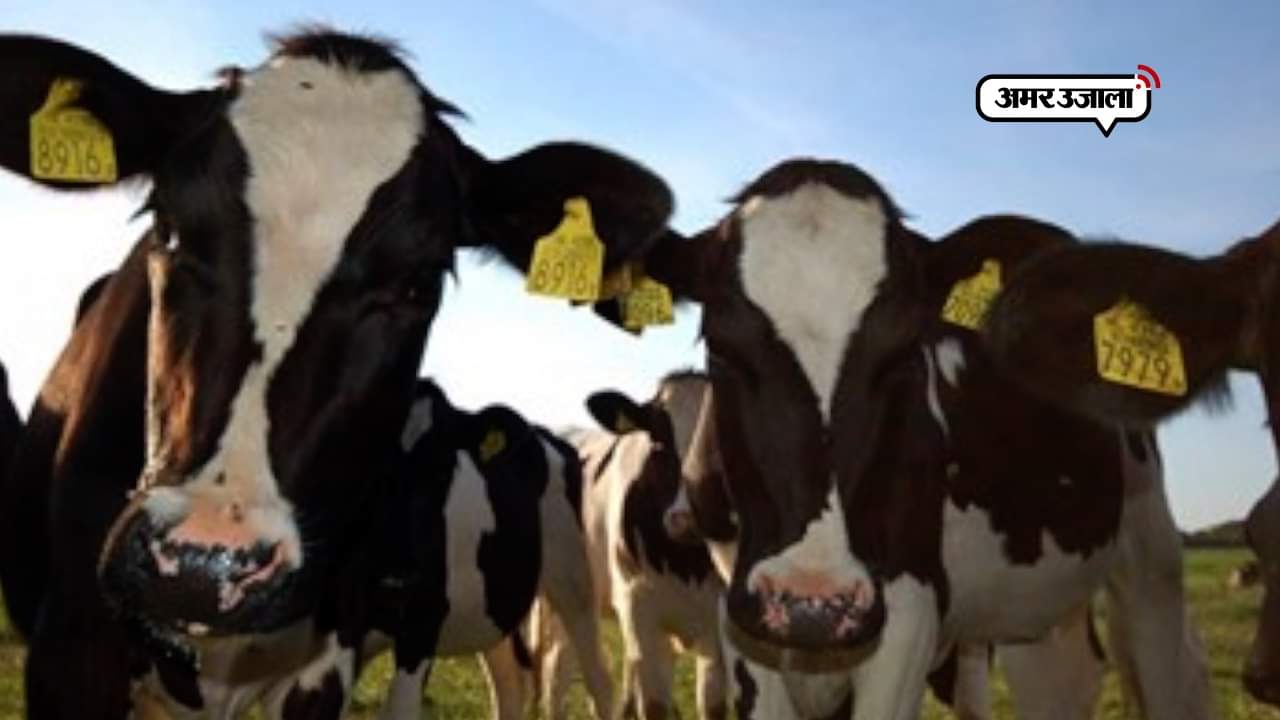 पशु सजीवनी