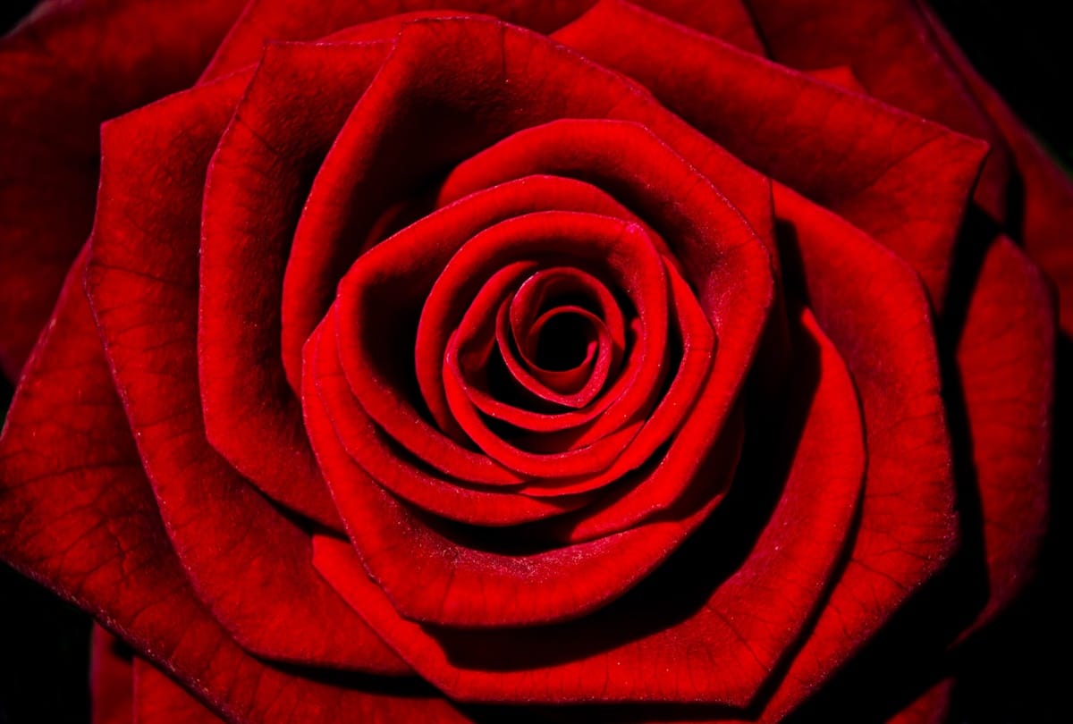 Valentine's Special, now rose prices increased by  four times