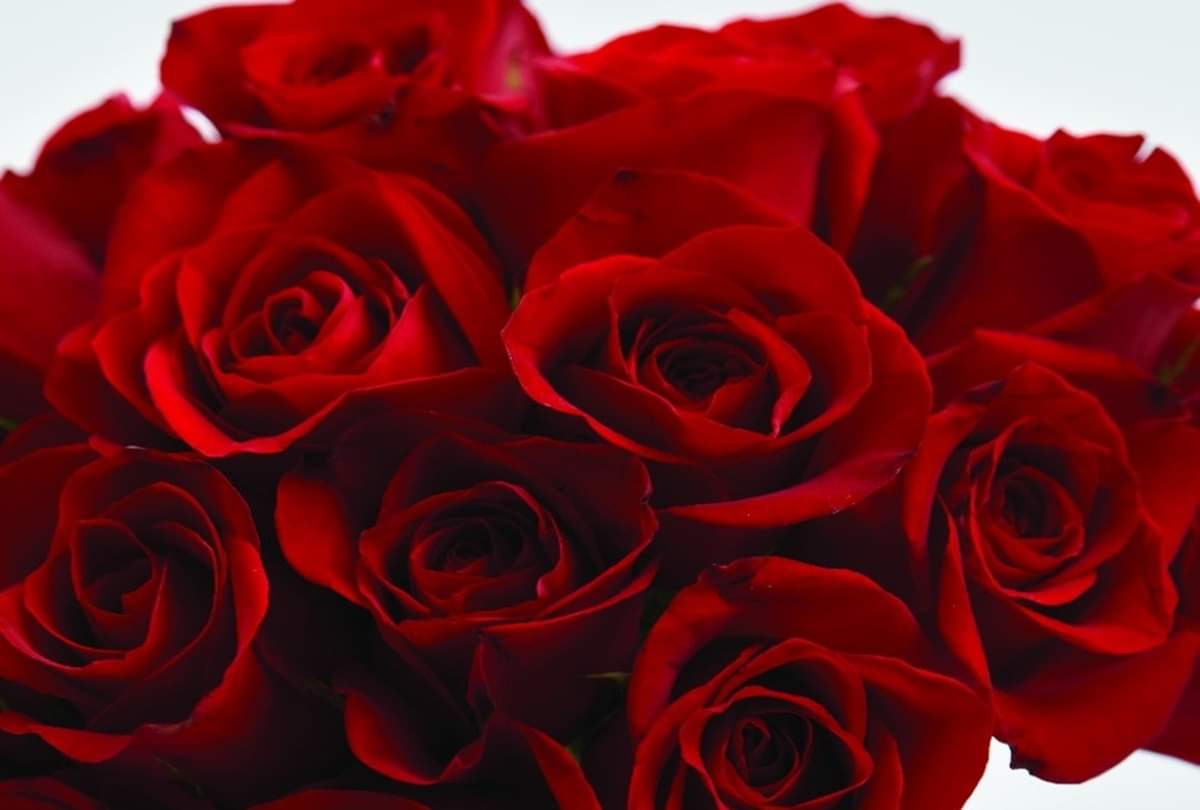 Rose Day 2018- buy a rose today otherwise you have to pay more 
