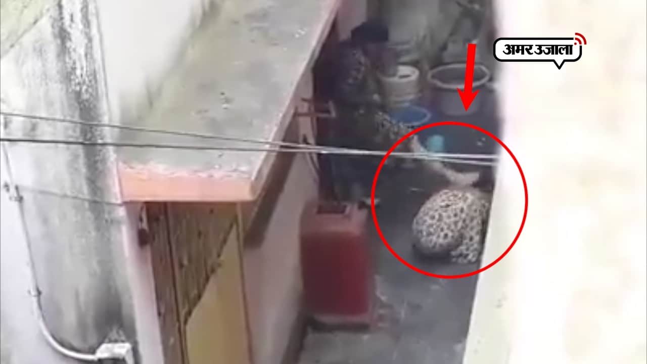 वायरल वीडियो 