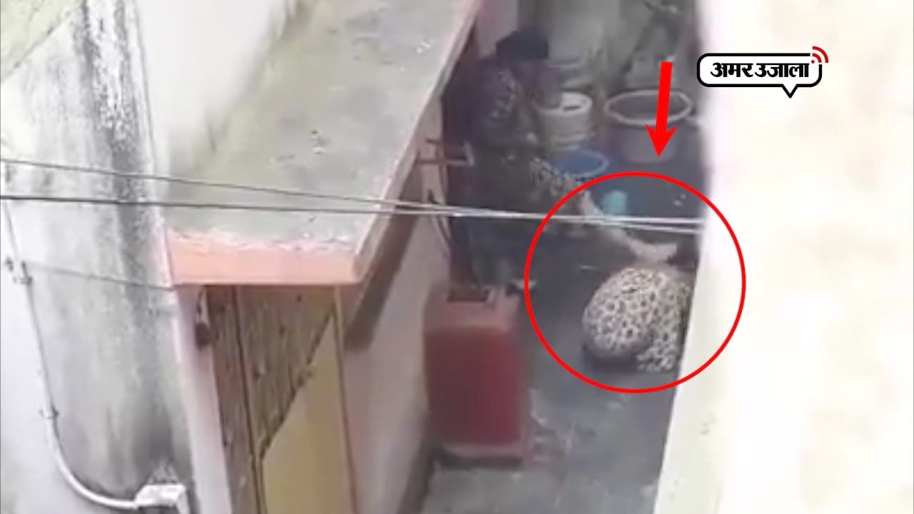 वायरल वीडियो 