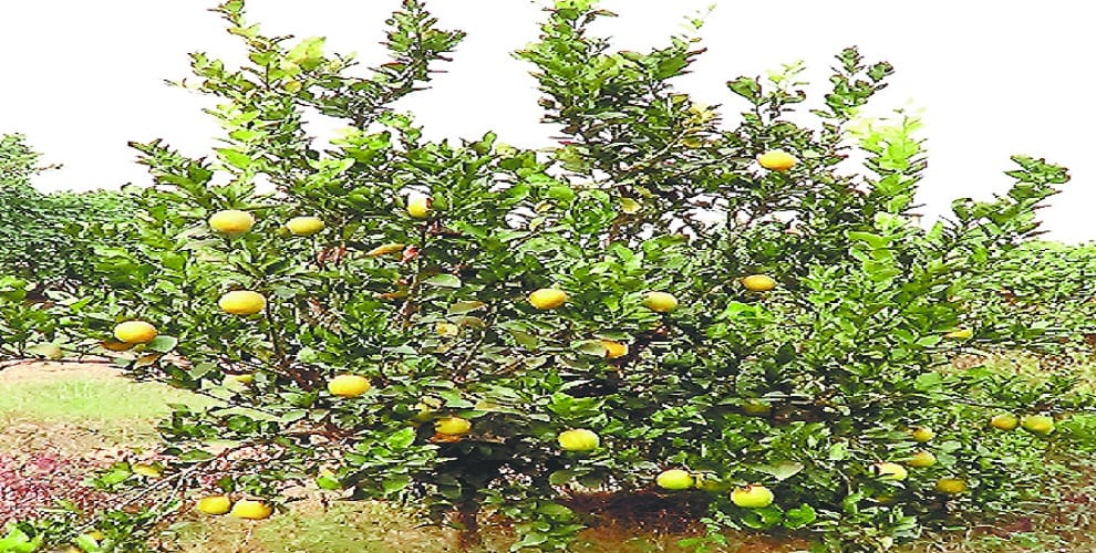 American fruit will increase the income of farmers, happy to know the specialty