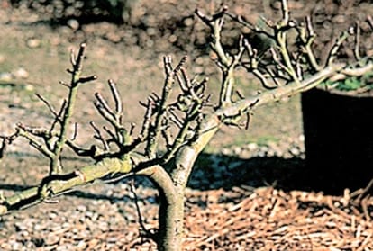 big loss to wheat crop in himachal due to drought