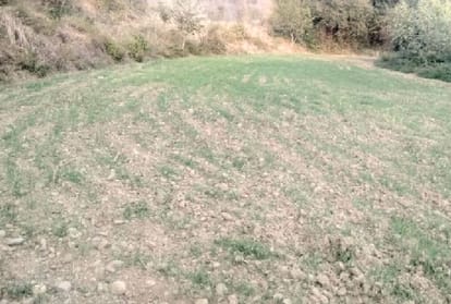 big loss to wheat crop in himachal due to drought