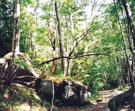 Forest panchayat chowki's forest closed
