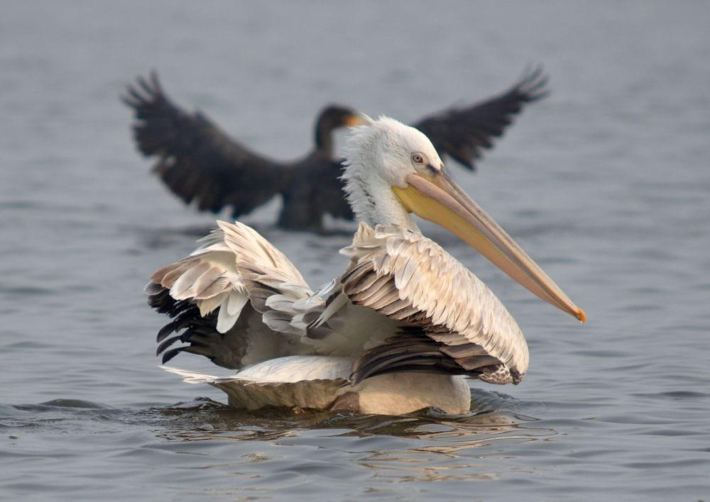 foreign birds coming to keetham lake  
