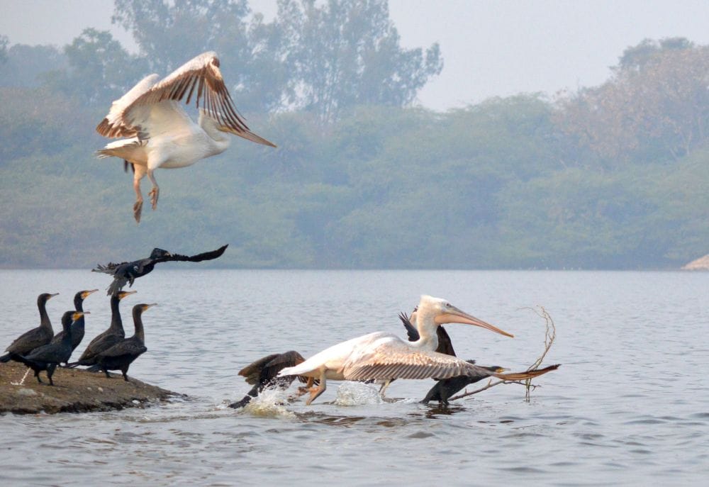 foreign birds coming to keetham lake  