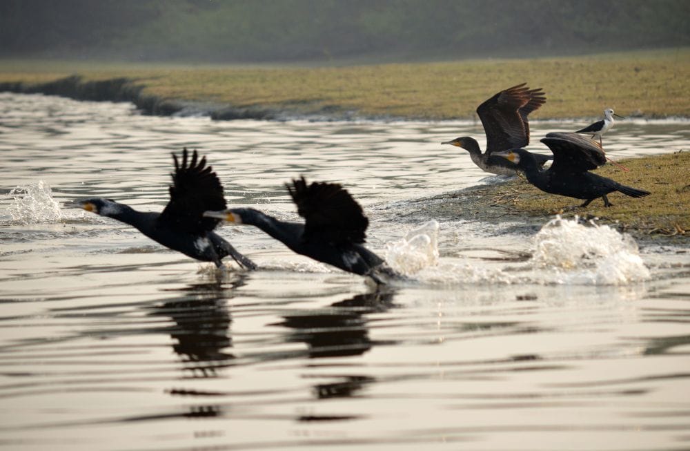 foreign birds coming to keetham lake  