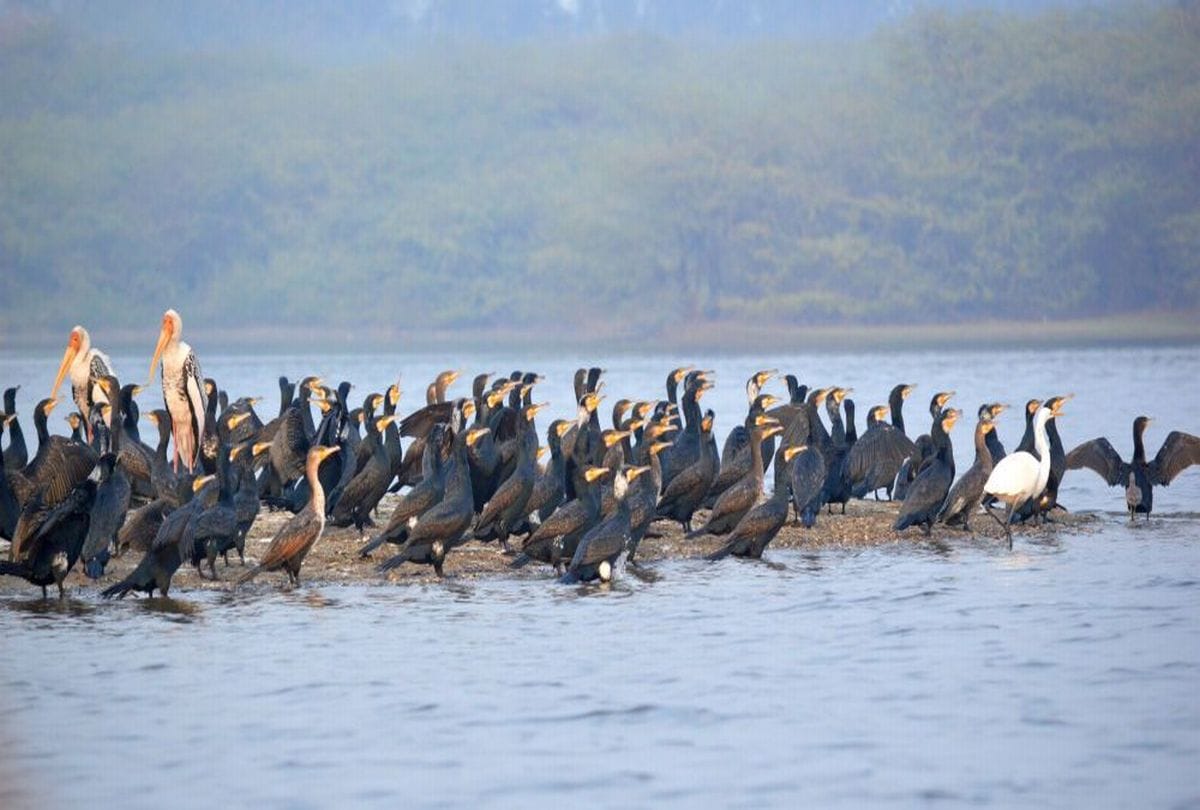 foreign birds coming to keetham lake  