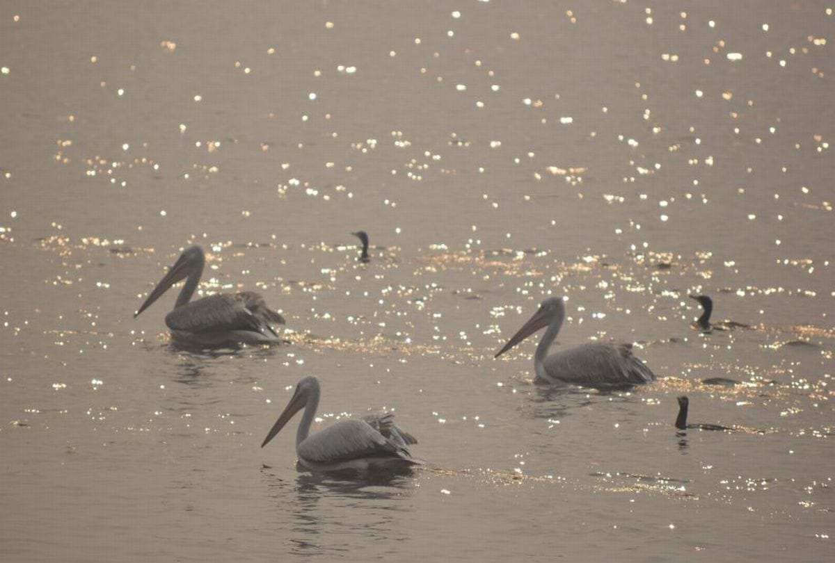 foreign birds coming to keetham lake  