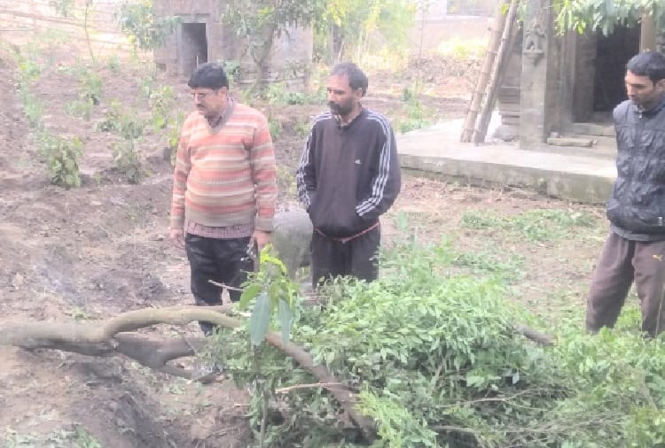 three trees of sandalwood cut down at jawalamukhi kangra