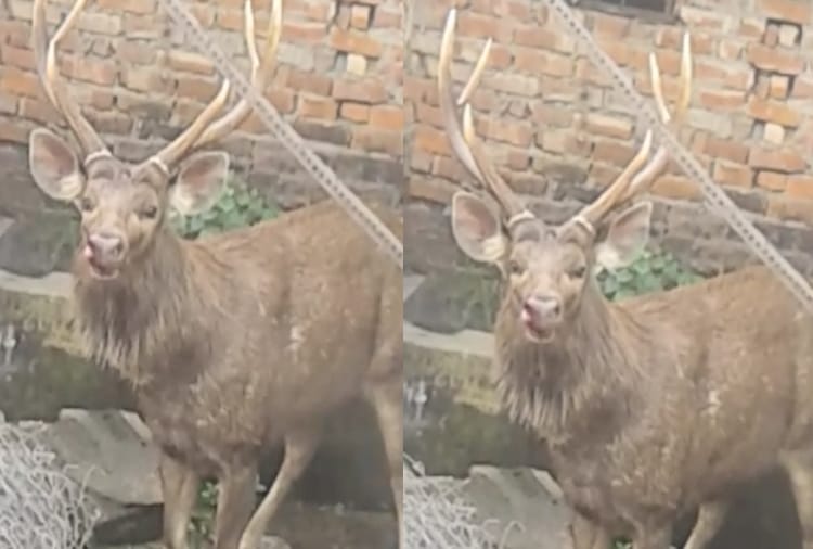reindeer entered in the house premises at paonta sahib sirmour