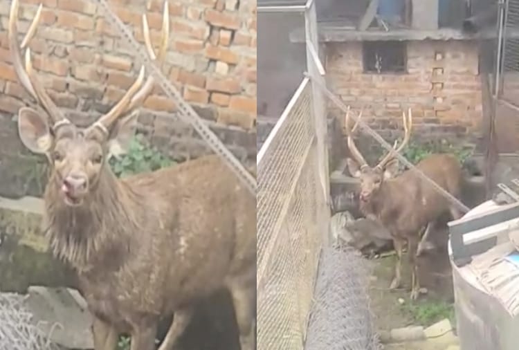 reindeer entered in the house premises at paonta sahib sirmour