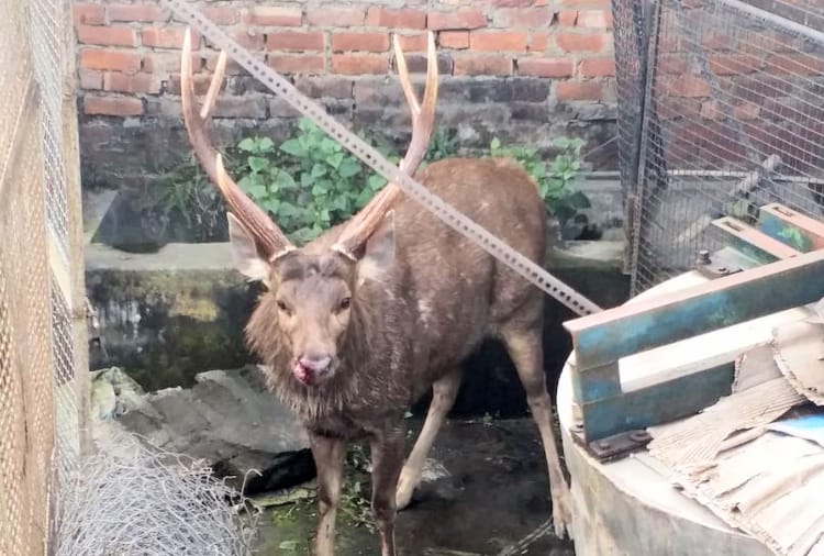 reindeer entered in the house premises at paonta sahib sirmour