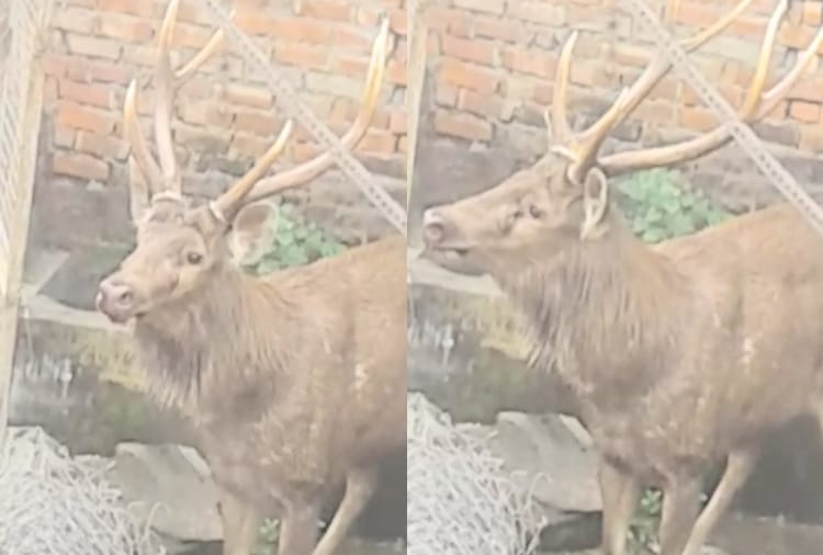 reindeer entered in the house premises at paonta sahib sirmour