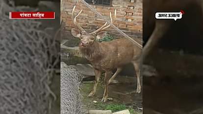 Reindeer enters residential area in paonta sahib in himachal pradesh 