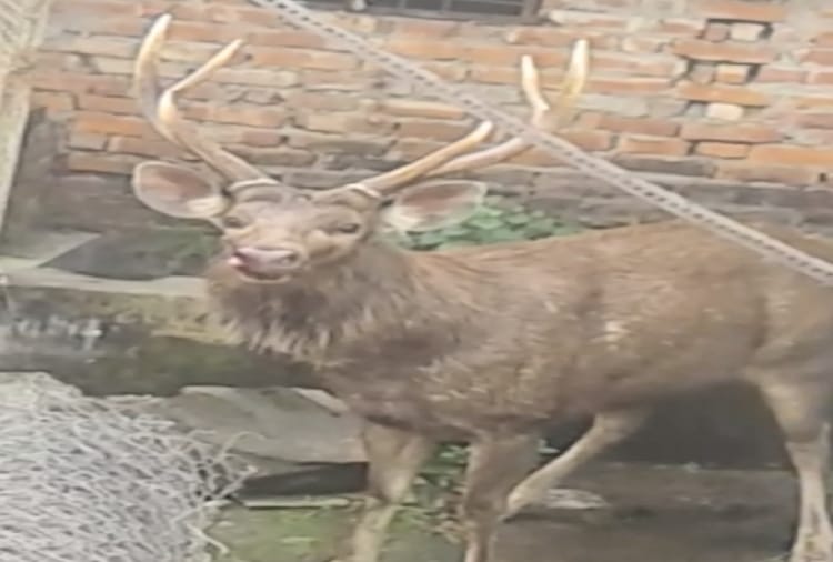 reindeer entered in the house premises at paonta sahib sirmour