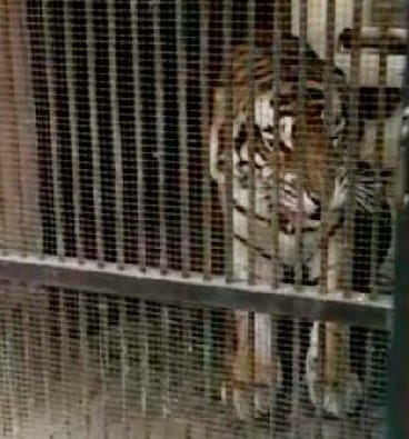 Tiger climbs up to roof, forest officers think its rumour