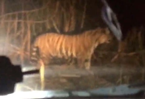 man eater captured in mobile