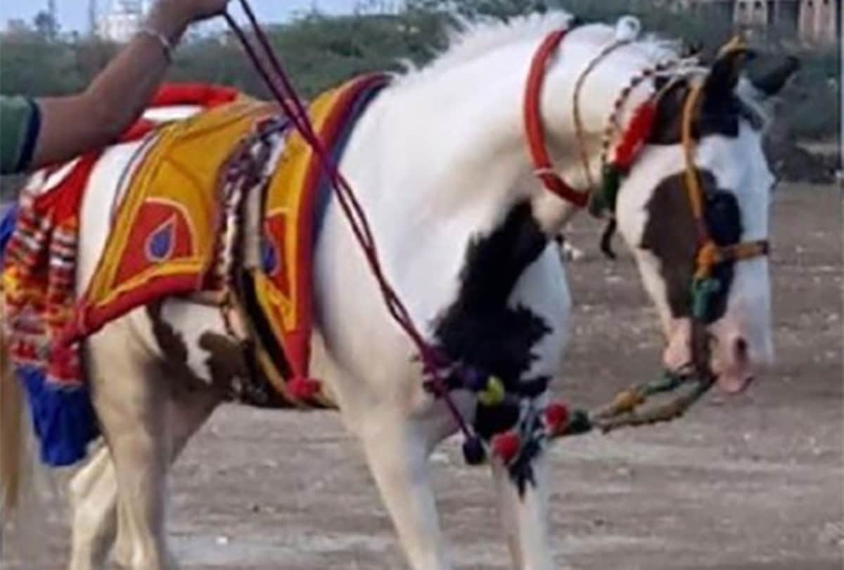 salman khan offer 2 crore rupee for rare breed horse saqab his owner rejected