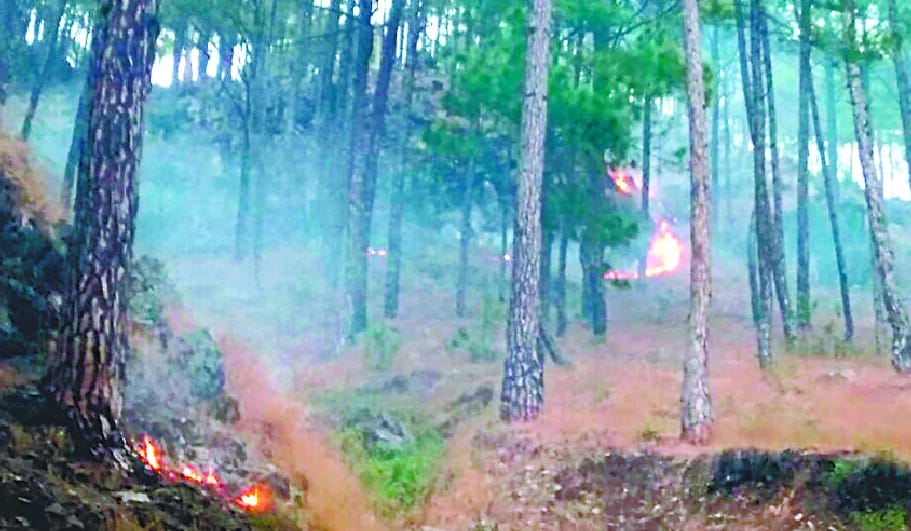 Fires in the forests of Kanda and Mankot