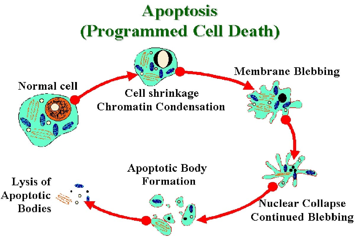 Everything You Should Know About Apoptosis In Multicellular Organisms