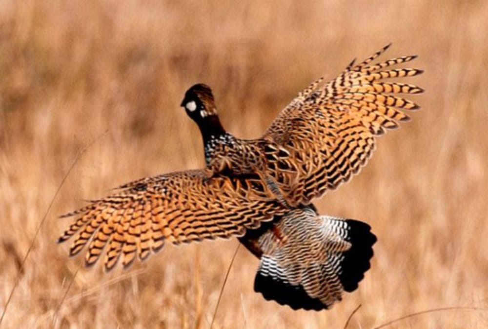 Birds Festival 2018 in held dehradun from 09 march