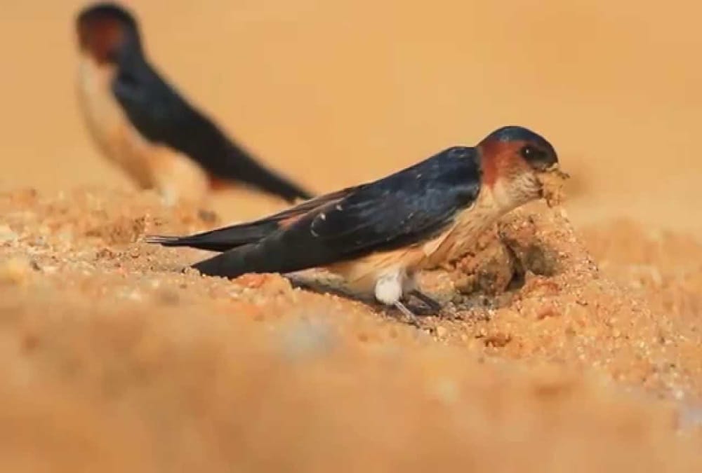 Birds Festival 2018 in held dehradun from 09 march