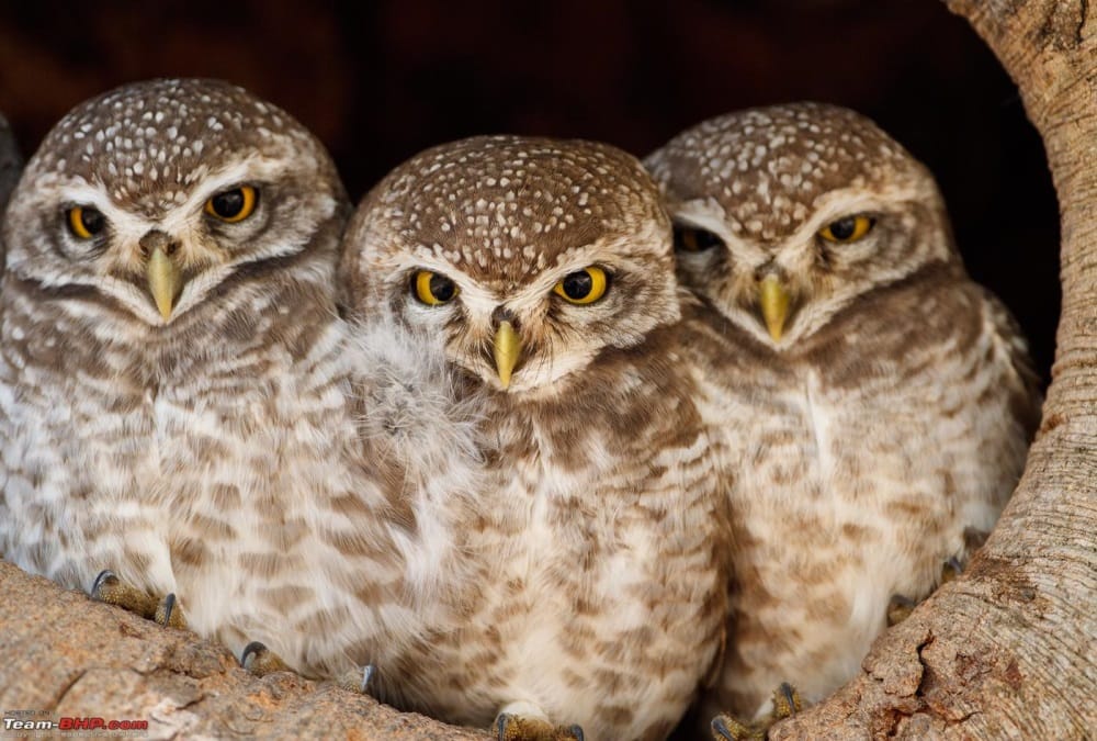 Birds Festival 2018 in held dehradun from 09 march